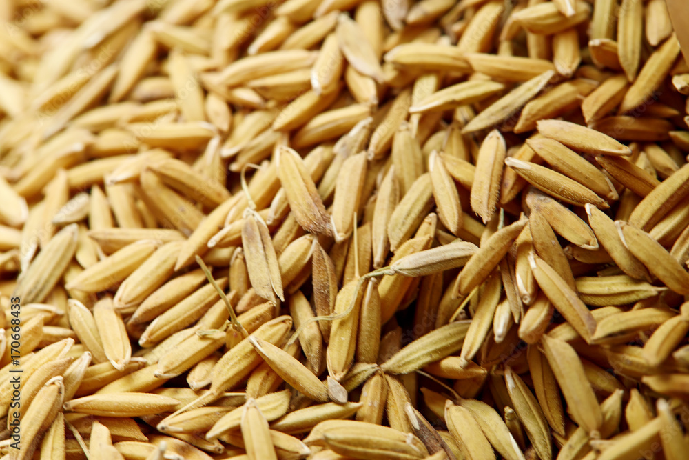 Rice seed background & Texture