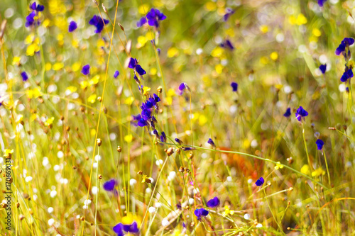 Utricularia blooming with sunlight photo