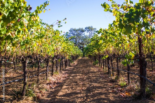 Vineyard
