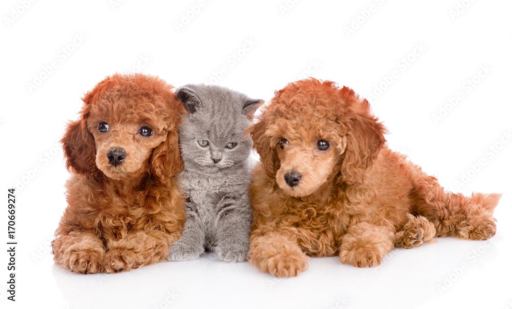 Kitten between two puppies. isolated on white background Kitten between two puppies. isolated on white background