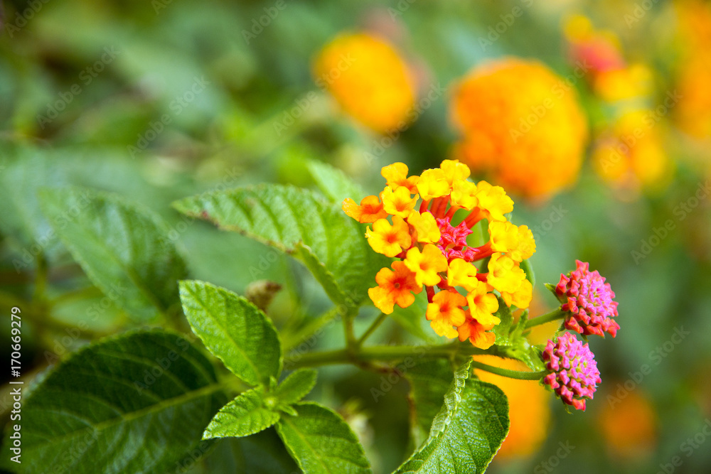 Spanish Flag (Lantana camara) Spanish Flag (Lantana camara)