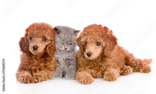 Kitten between two puppies. isolated on white background © Ermolaev Alexandr