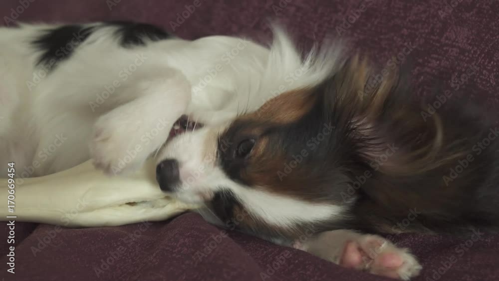 Papillon Continental Toy Spaniel puppy gnaws dried leg of mutton stock footage video Papillon Continental Toy Spaniel puppy gnaws dried leg of mutton stock footage video