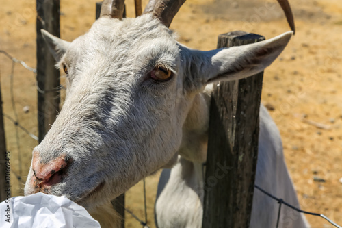 Eye of the Goat