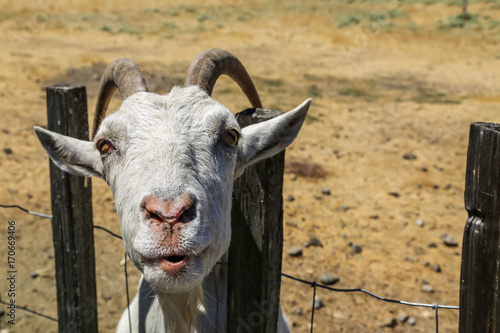 Goat Staring 