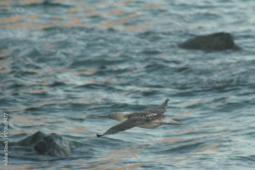 Blue footed boobies flying around Isla Isabel coast close to Mexican Pacific coast