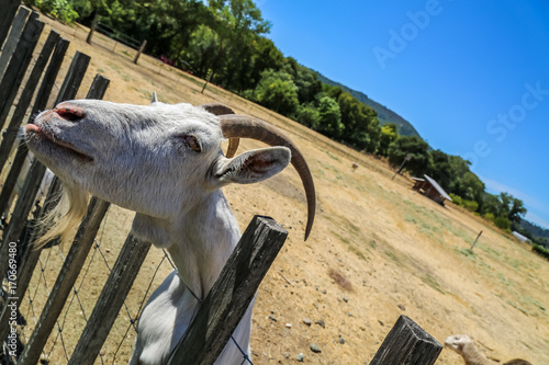 Goat on a Fence 