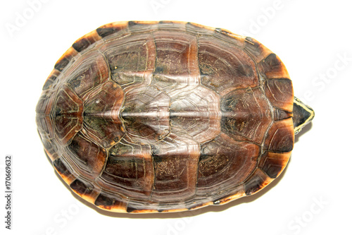Freshwater turtles walking.