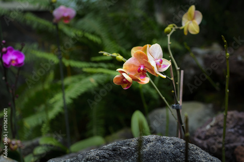 Orange orchid or phalaenopsis in botanical garden