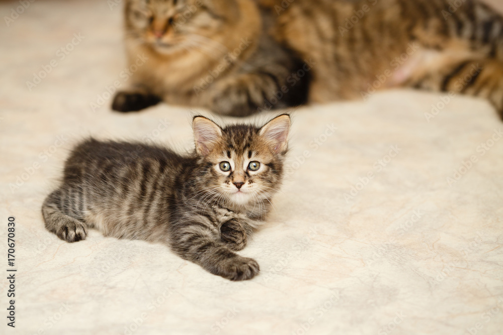Fototapeta premium Kitten and mom cat