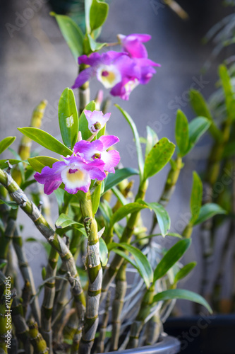 Purple orchid or phalaenopsis in botanical garden