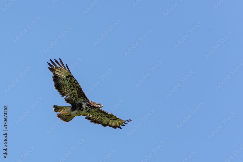 Obraz premium Mäusebussard