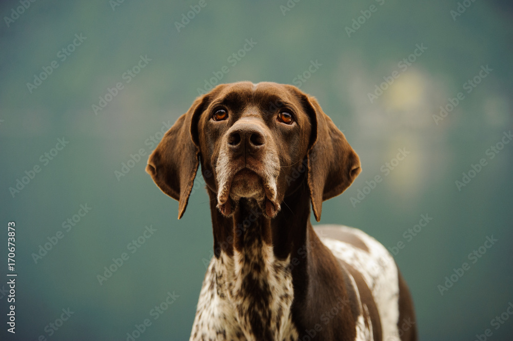 German Shorthair Pointer dog outdoor portrait
