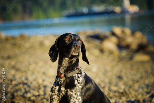 German Shorthair Pointer dog outdoor portrait at ocean beach
