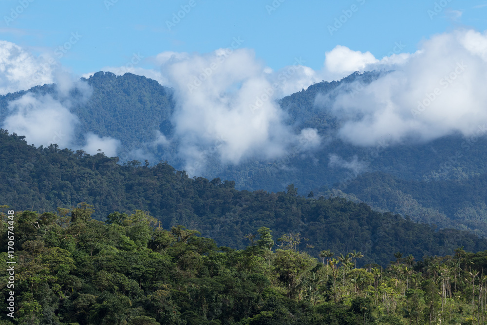 cloudforest in the Tena area of Ecuador