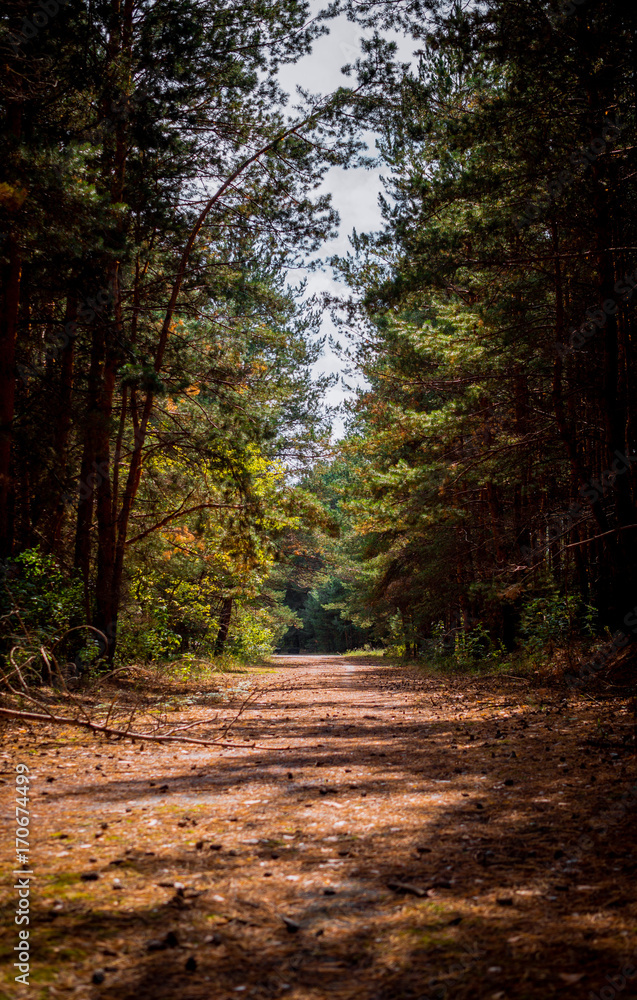 Sunny morning in a pine forest. Picturesque forest glade Sunny morning in a pine forest. Picturesque forest glade
