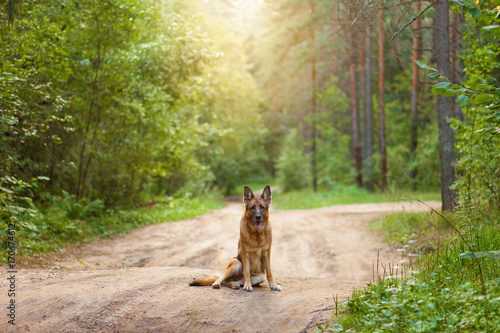 Fototapeta Naklejka Na Ścianę i Meble -  German Shepherd dog sitting on a forest road in the rays of the sunset