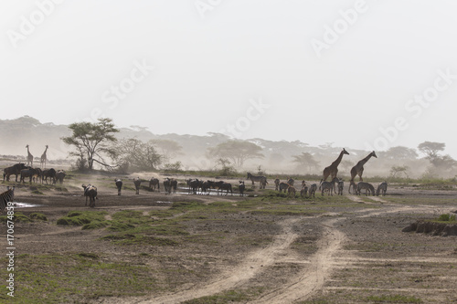 Fototapeta Naklejka Na Ścianę i Meble -  Black & White The Classic Serengeti Scene - Girraffe, Zebra & Wildebeest - Migration III