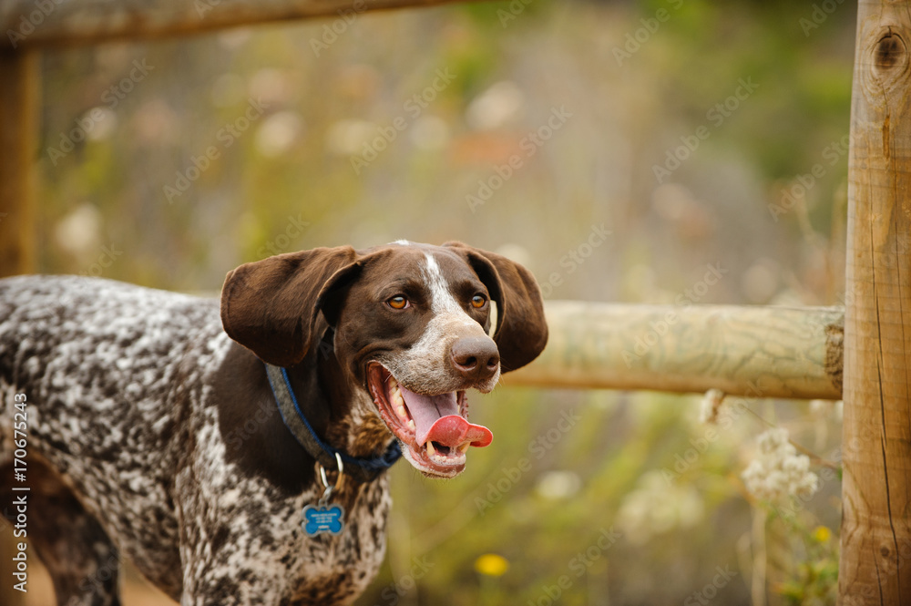 German Shorthaired Pointer dog portrait along wood fence