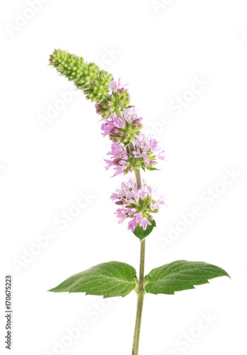 fresh peppermint herb with flowers isolated on white background