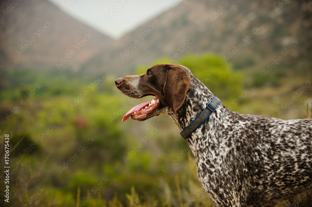 German Shorthaired Pointer dog portrait in the countryside German Shorthaired Pointer dog portrait in the countryside