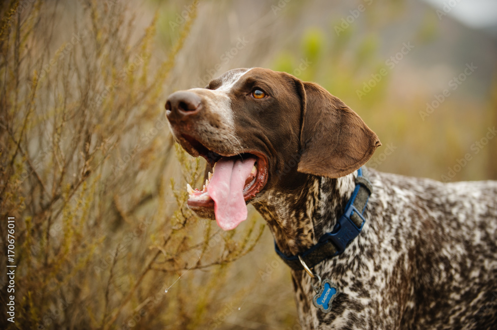 German Shorthaired Pointer dog in nature