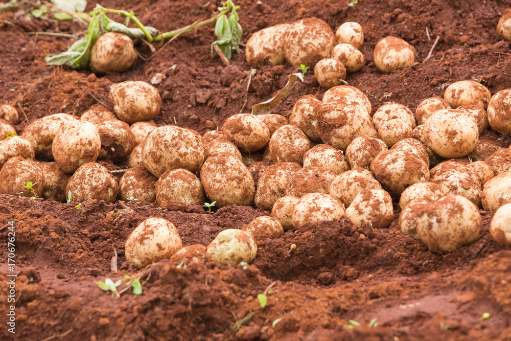 pile of potato harvested on the farm pile of potato harvested on the farm