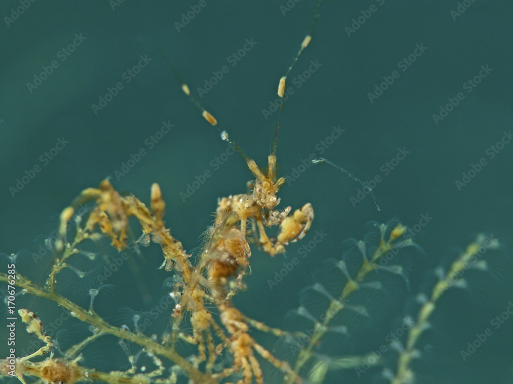 Skeleton Shrimp, Widderkrebschen (Caprellidae) Skeleton Shrimp, Widderkrebschen (Caprellidae)