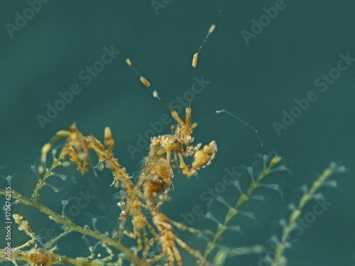 Skeleton Shrimp, Widderkrebschen (Caprellidae)