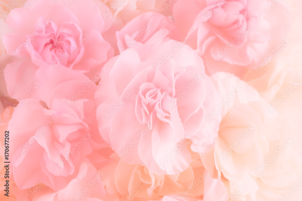 Pink Carnation Flowers Bouquet. soft filter.