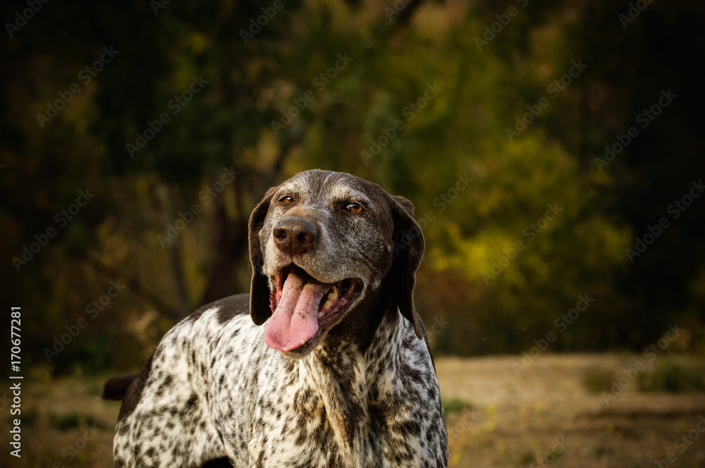 German Shorthaired Pointer dog portrait in field with trees