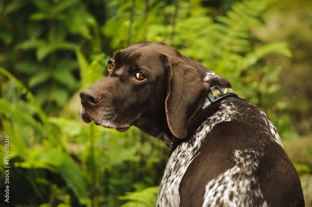 German Shorthaired Pointer dog outdoor portrait against greenery and ferns