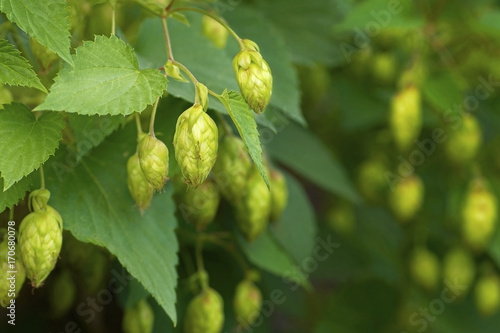 Green hops on a branch