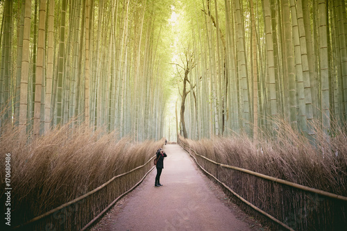 Green bamboo forest with sunlight ,Arashiyama Kyoto Japan 