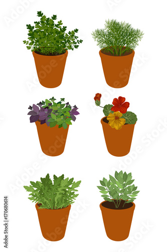 Isolated different herbs in a pots: bay leaves, arugula,basil,parsley, dill and nasturtium. Herbs on a white background, vector illustration.