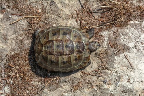 Mediterranean land tortoise