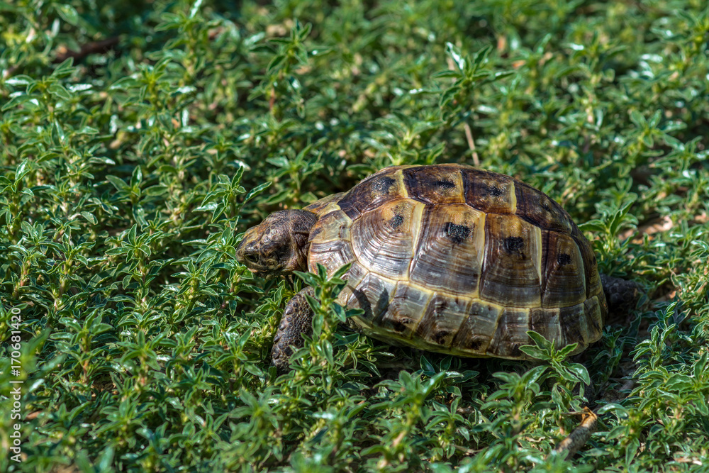 Mediterranean land tortoise Mediterranean land tortoise