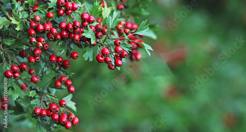 Fotografie, Obraz autumn, red hawthorn berries