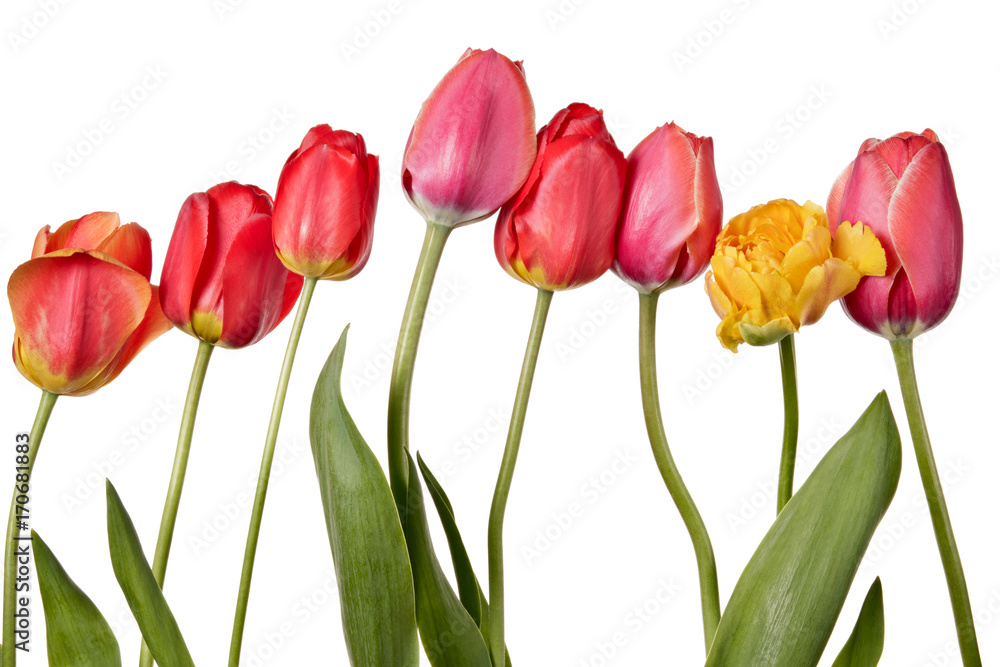 Row of beautiful colorful tulip isolated on a white background Row of beautiful colorful tulip isolated on a white background