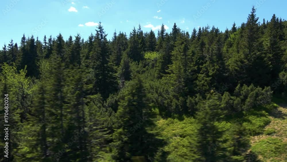 Forest with trees in sunny summer day - aerial moving shot Forest with trees in sunny summer day - aerial moving shot