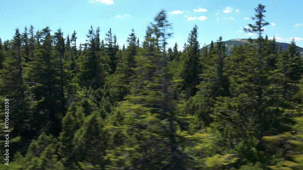 Forest with trees in sunny summer day - aerial moving shot - mountain in the background Forest with trees in sunny summer day - aerial moving shot - mountain in the background