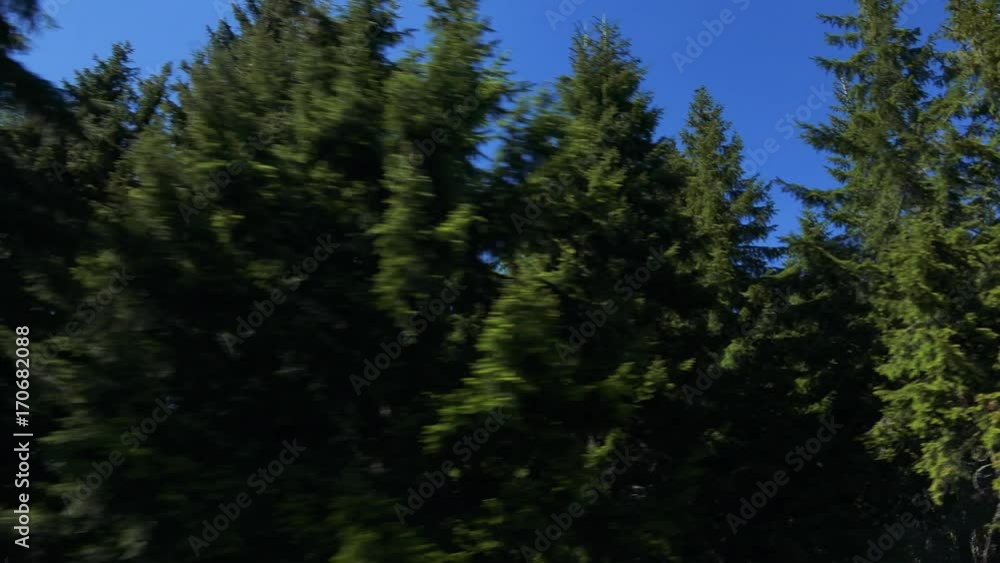 Trees in sunny summer day - aerial moving shot from the bottom Trees in sunny summer day - aerial moving shot from the bottom