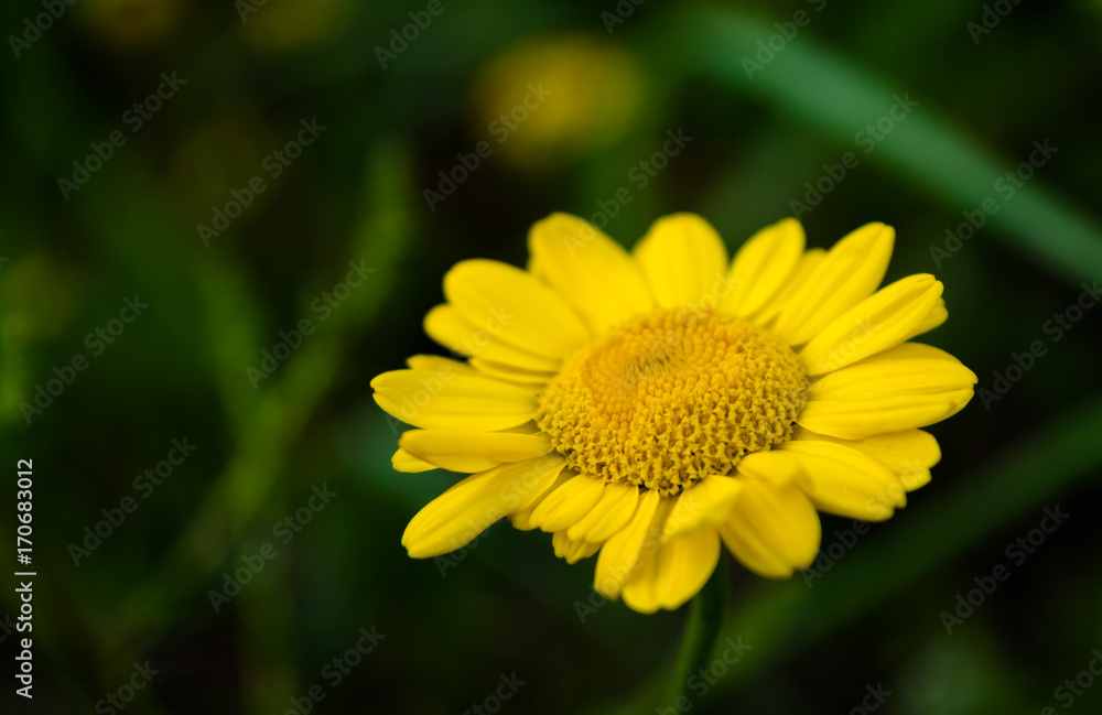 Beautiful spring flower background Beautiful spring flower background