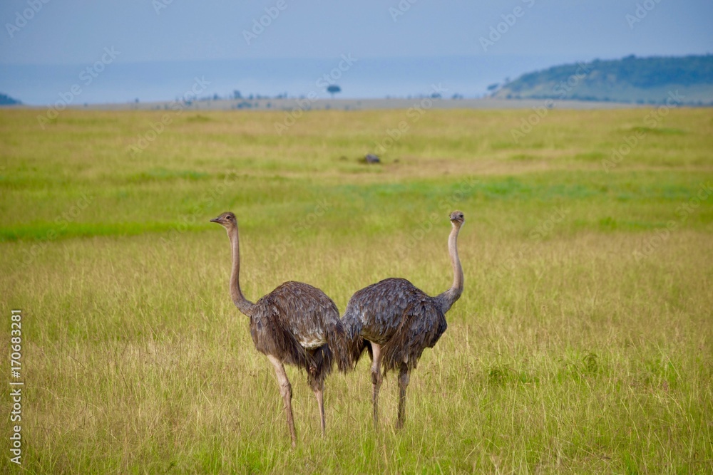 Naklejka premium アフリカのダチョウ
