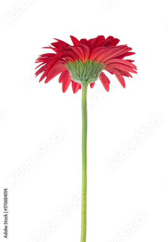 Red Gerbera isolated on white background.