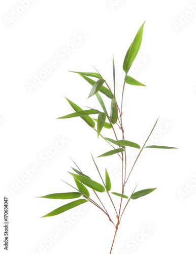 Green bamboo branch with leaves  isolated on white background