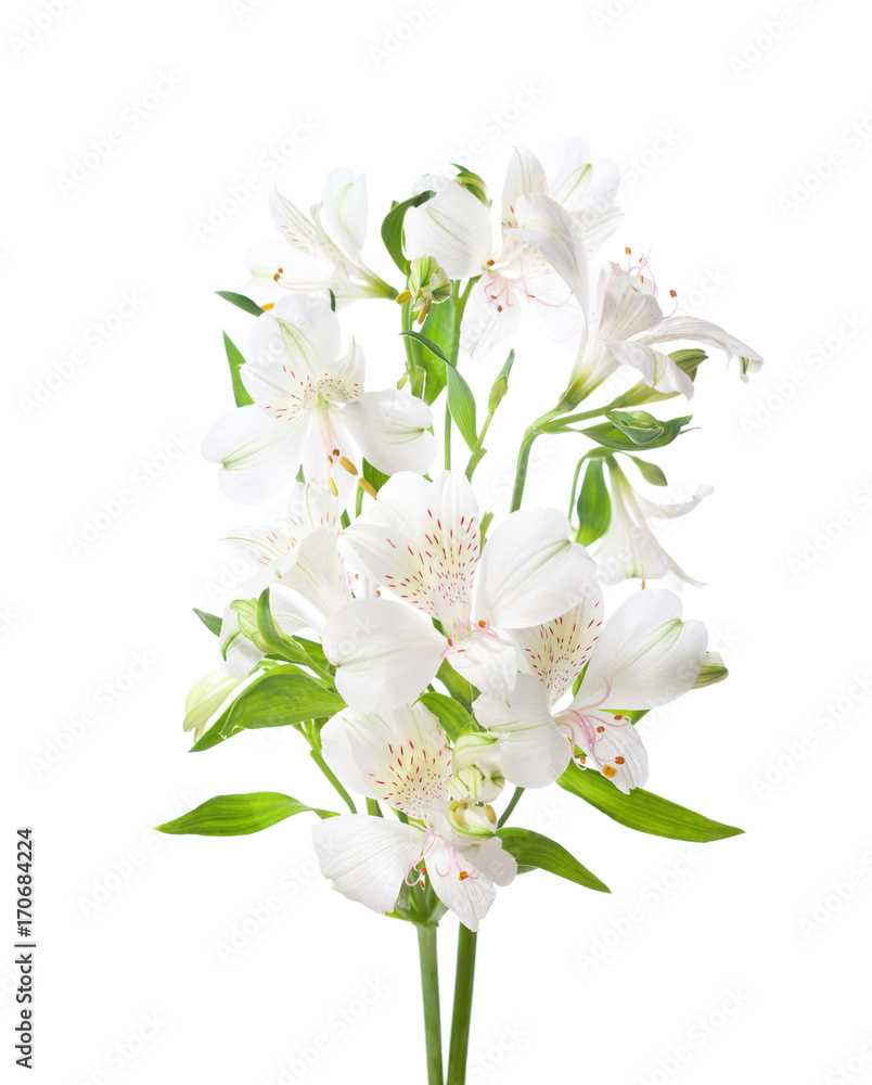 Fototapeta premium White Alstroemeria flowers isolated on white background. 