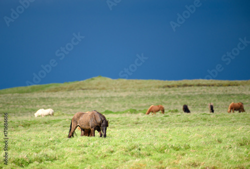 Herd of icelandic wild horses grazing in the fresh green pasture in the countryside of Southern Iceland