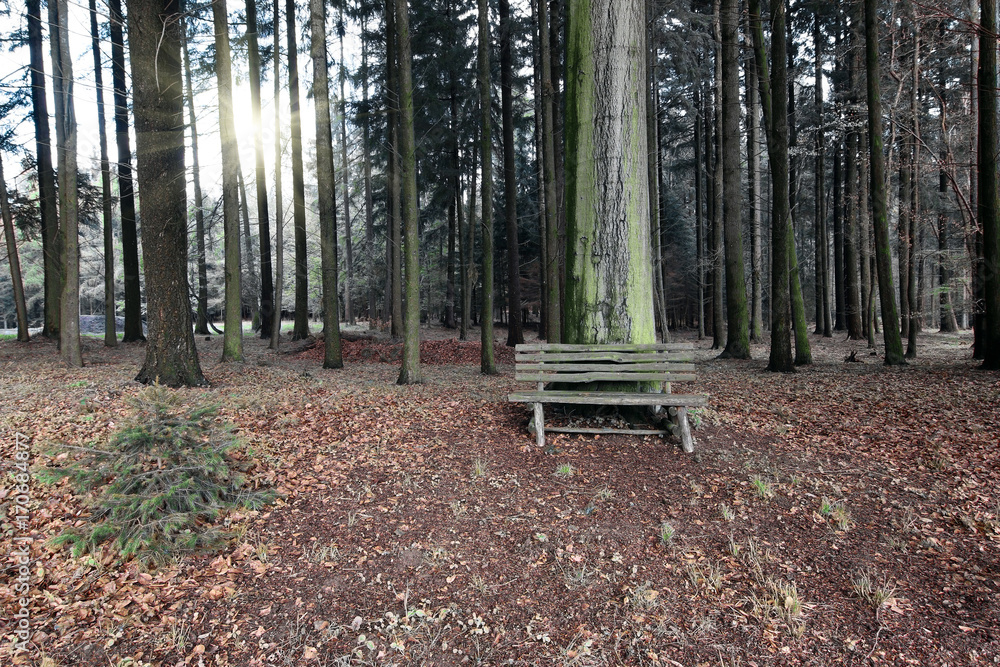 Wooden bench in the woods