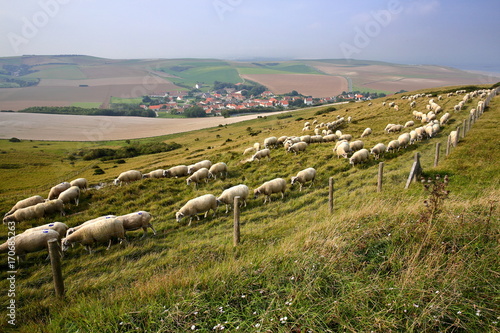 Flock of sheep with Escalles village and colorful surrounding fields in the background, Cap Blanc Nez, Cote d'Opale, Pas de Calais, Hauts de France, France